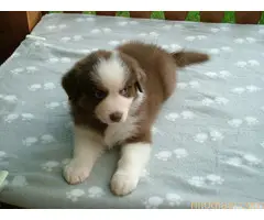 AUSTRALIJSKI OVČAR - 2