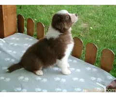 AUSTRALIJSKI OVČAR - 3