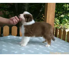 AUSTRALIJSKI OVČAR - 4