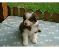 AUSTRALIJSKI OVČAR - 5