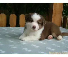 AUSTRALIJSKI OVČAR - 6