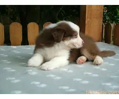 AUSTRALIJSKI OVČAR - 7