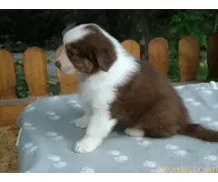 AUSTRALIJSKI OVČAR - 8