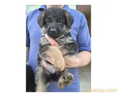 stenci nemackog ovcara - 2