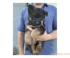 stenci nemackog ovcara - 3