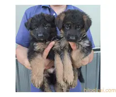 stenci nemackog ovcara - 4