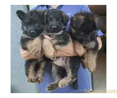 stenci nemackog ovcara - 5