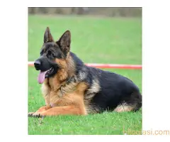 stenci nemackog ovcara - 6