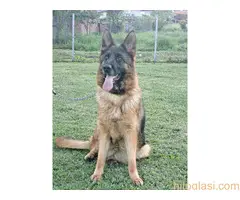 stenci nemackog ovcara - 7