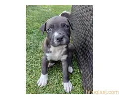 Američki staford terijer štenci - 2