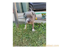 Američki staford terijer štenci - 3