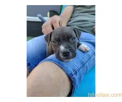 Američki staford terijer štenci - 4