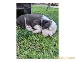 Američki staford terijer štenci - 5