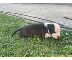 Američki staford terijer štenci - 6