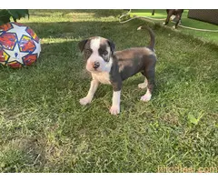 Američki staford terijer štenci - 7