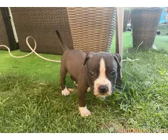 Američki staford terijer štenci - 8