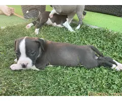 Američki staford terijer štenci - 9