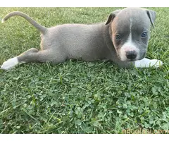 Američki staford terijer štenci - 10