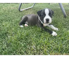 Američki staford terijer štenci - 11