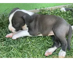 Američki staford terijer štenci - 13