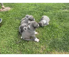 Američki staford terijer štenci - 14