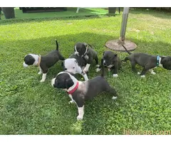 Američki staford terijer štenci - 15