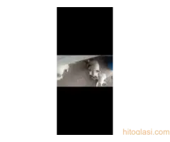 Beli švajcarski ovčar - 2