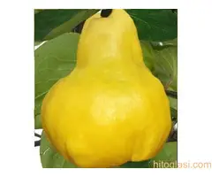 Rezervacije u toku za jesenju sadnju voćnih sadnica - 4