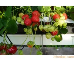 Rezervacije u toku za jesenju sadnju voćnih sadnica - 6