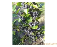 Rezervacije u toku za jesenju sadnju voćnih sadnica - 9