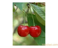 Rezervacije u toku za jesenju sadnju voćnih sadnica - 15