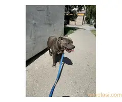 Stafordski bul terijer za parenje - 2