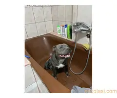 Stafordski bul terijer za parenje - 3