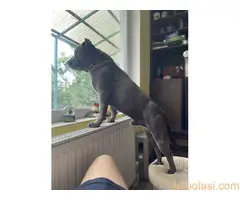 Stafordski bul terijer za parenje - 4