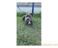 Stafordski bul terijer za parenje - 5