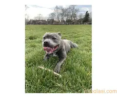 Stafordski bul terijer za parenje - 6