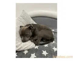 Stafordski bul terijer za parenje - 7