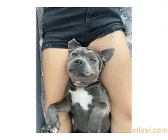 Stafordski bul terijer za parenje - 8