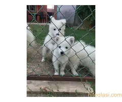 Sibirski samojed - 2