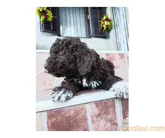 Lagoto Romanjolo - 2