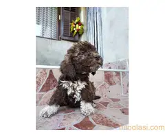 Lagoto Romanjolo - 3