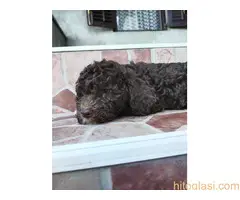 Lagoto Romanjolo - 4