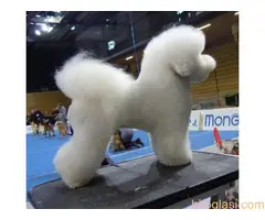 Kovrdzavi bison stenci - 2