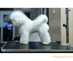 Kovrdzavi bison stenci - 3