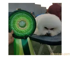 Kovrdzavi bison stenci - 4