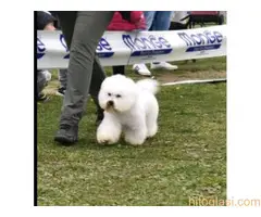 Kovrdzavi bison stenci - 5