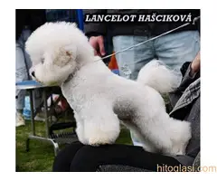 Kovrdzavi bison stenci - 6