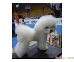 Kovrdzavi bison stenci - 7