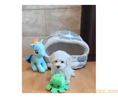 Kovrdzavi bison stenci - 8