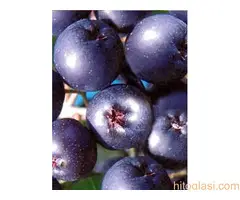 Rezervacije u toku za jesenju sadnju voćnih sadnica - 2